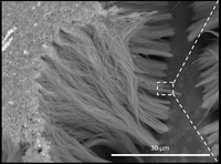 A piezoelectric bio-platform to image and stimulate cellular interactions