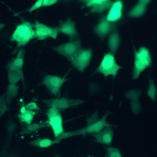 An extended DNA recombinase toolkit for mammalian systems
