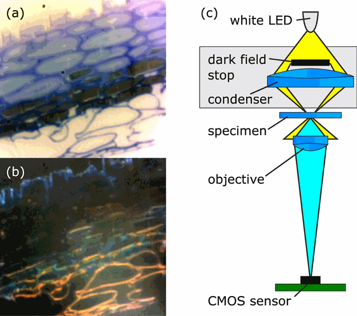 Figure 1. A microtomed section of Pollia condensata fruit imaged in (a) bright field and (b) dark field modes. (c) The imaging optics in the microscope, showing optional condenser lens and dark field stop. Removing the dark field stop converts the m…