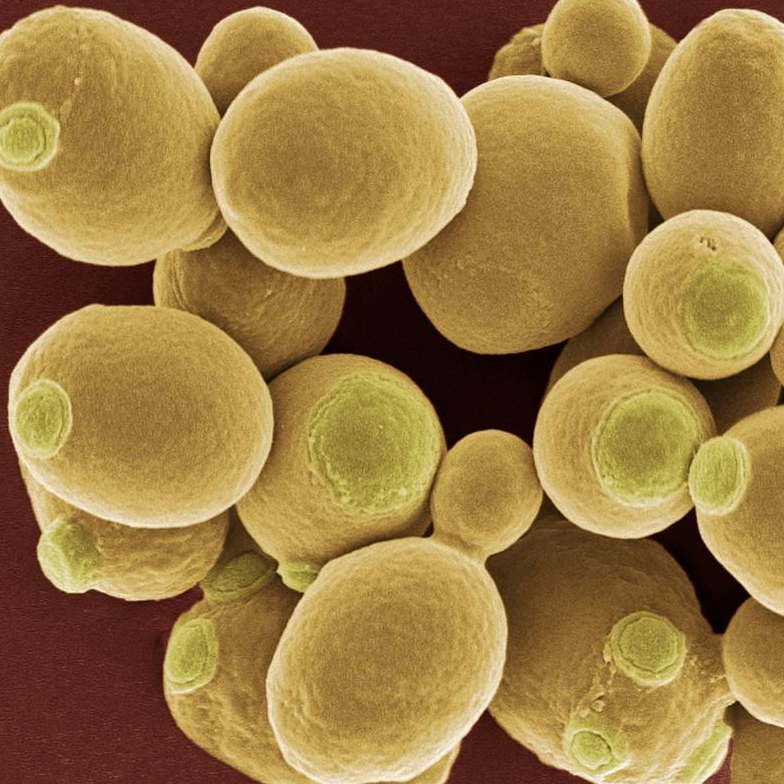 Engineering of self­ cloning brewer’s yeast for novel terpene profiles in beer