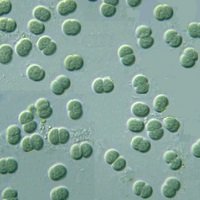 Faster engineering for cyanobacteria