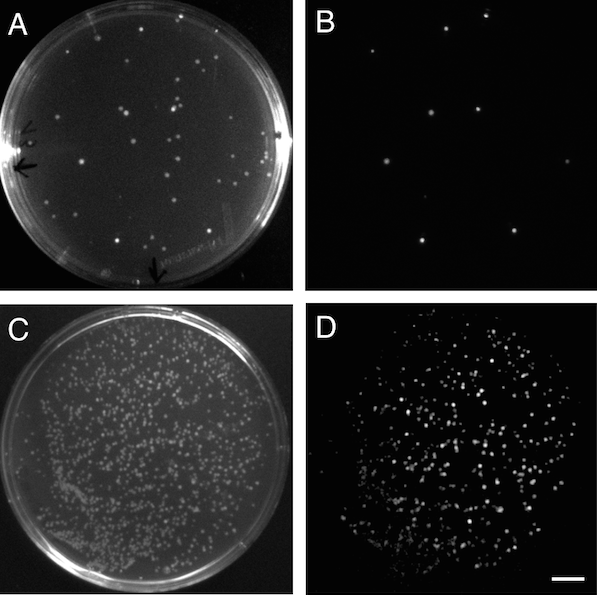 Figure 3.&nbsp;Bioluminescence in E. coli. A, bright image of a plate with E. coli transformants after cloning of a lux operon to the pSB3K3 vector. B, Luminescent positive clones expressing the cloned lux operon. C, bright image of a E. coli transf…