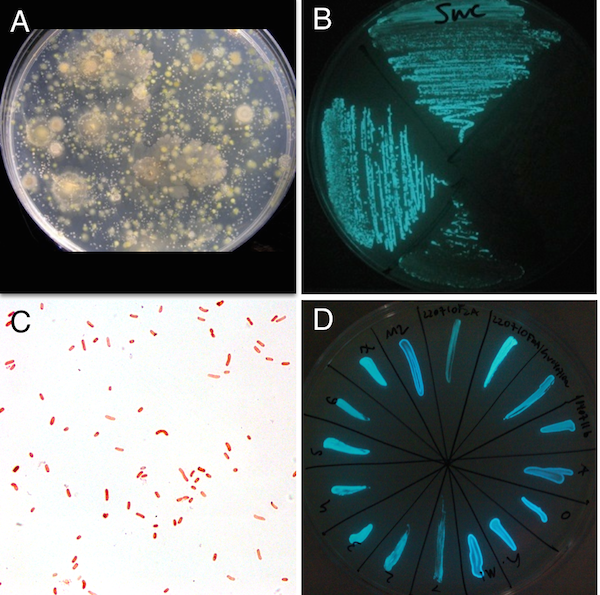 Figure 1.&nbsp;Environmental bioluminescent bacteria isolation. A, Plate after O/N incubation at RT plated with 1mL of shore seawater. B, Propagation plate with streaked colonies for isolation of bioluminescent bacteria. C, Gram strain micrograph of…