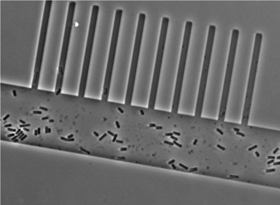 The Green Mother Machine: a microfluidics device for cyanobacteria