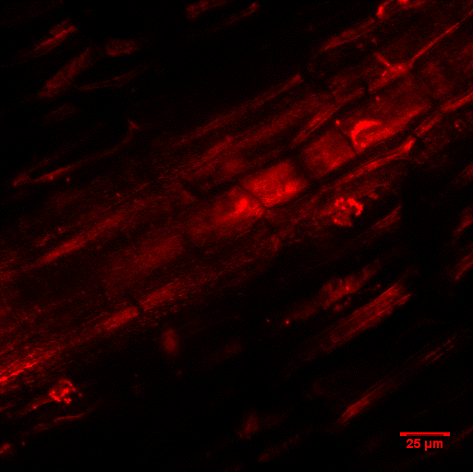 Developing novel selection markers for plant transformation to advance live-imaging techniques