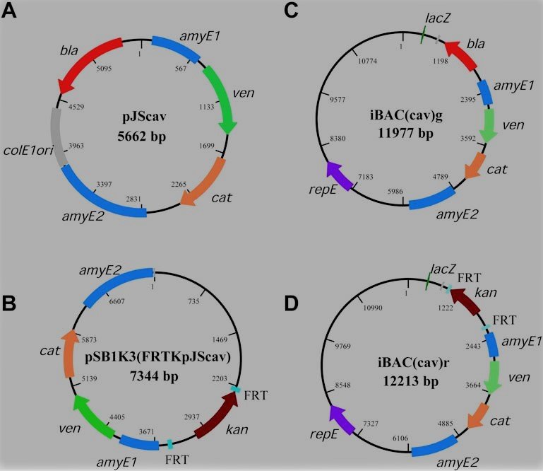 Quick analytical system for plastid genome modifications