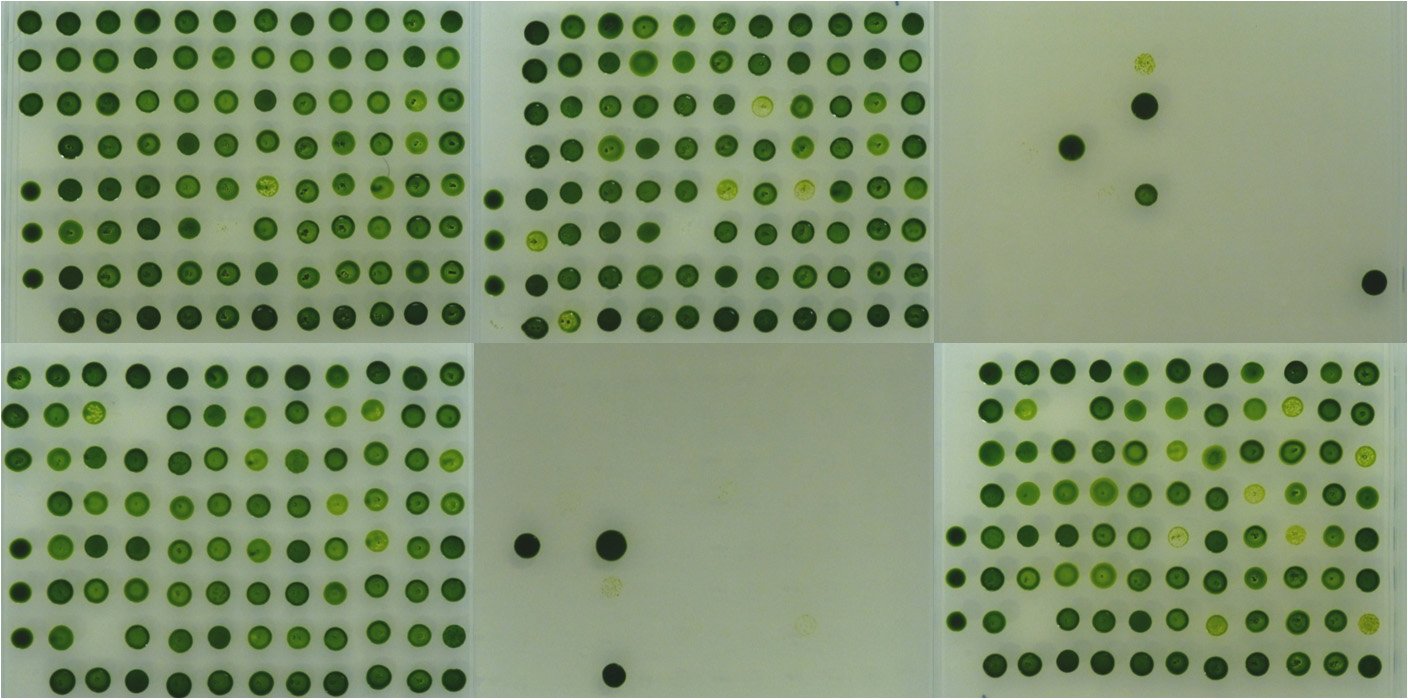 New codon optimization tools and development of a synthetic gene expression system in the green alga Chlamydomonas reinhardtii