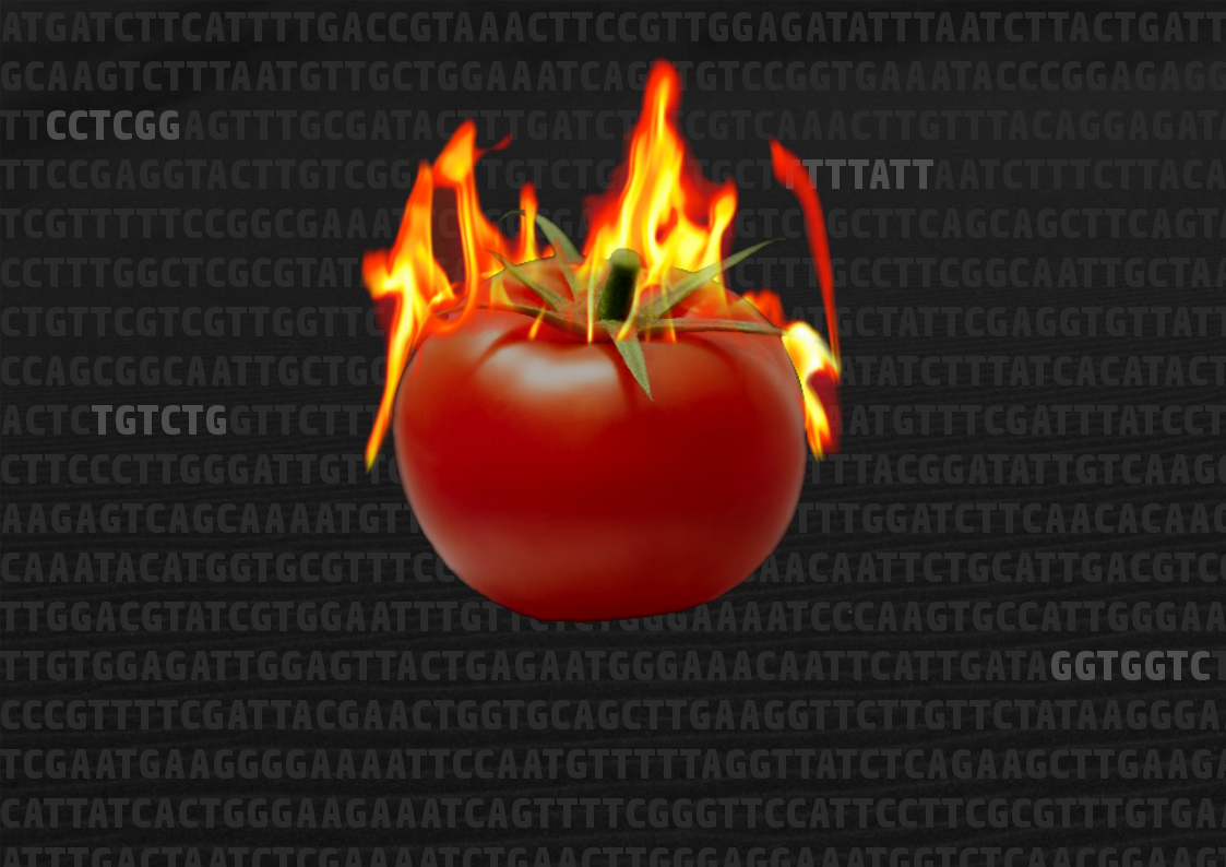 Hot Tomato: Complementation of the Capsaicin Biosynthetic Pathway to Engineer Spicy Tomatoes