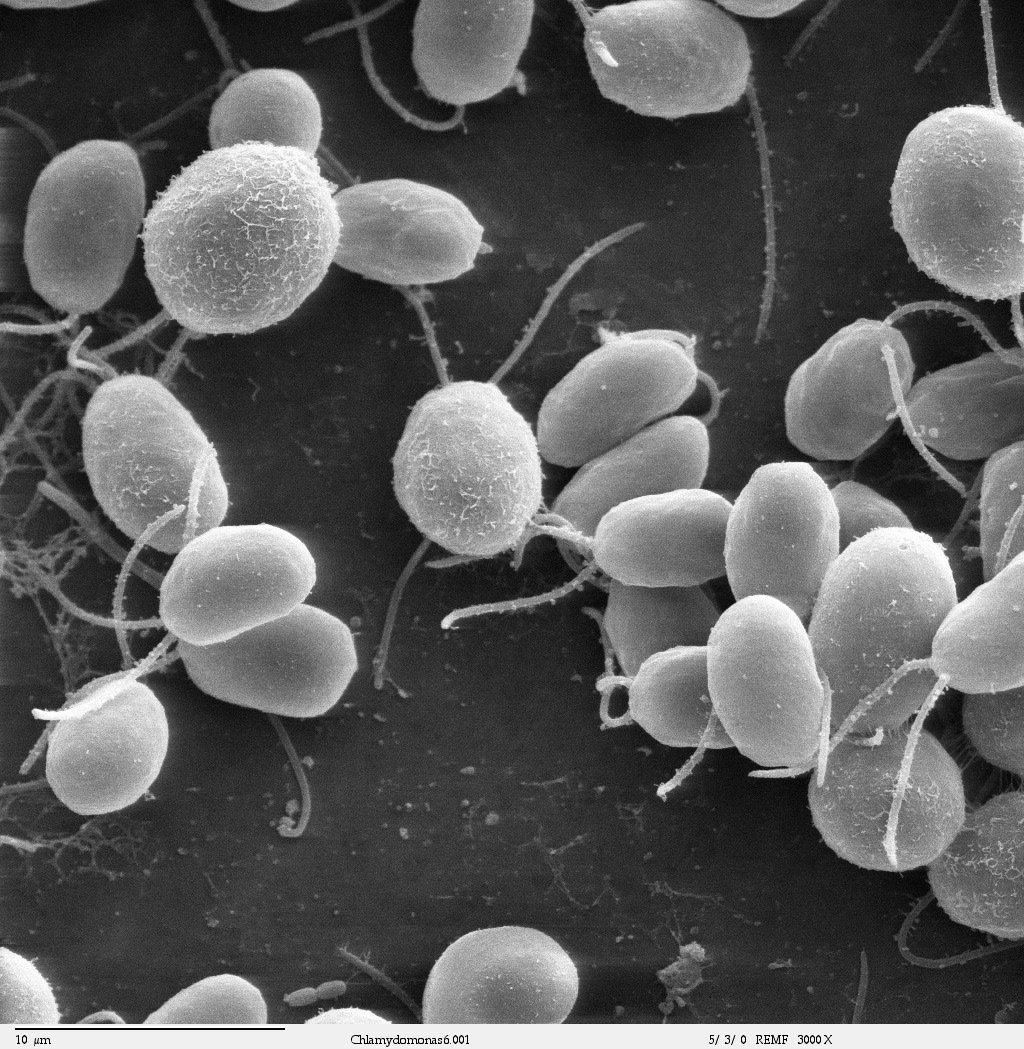 Implementation of a synthetic transcriptional AND gate in the chloroplast of Chlamydomonas reinhardtii