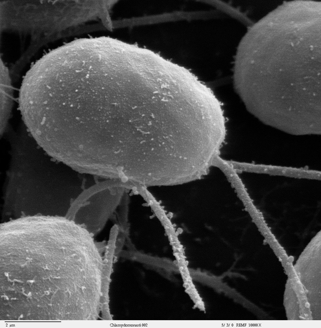 Establish a Procedure for Rapid Identification of Genetic Parts for Use in Algal Biotechnology