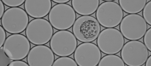Establishing 3D Printed Microfluidics for Molecular Biology Workflows