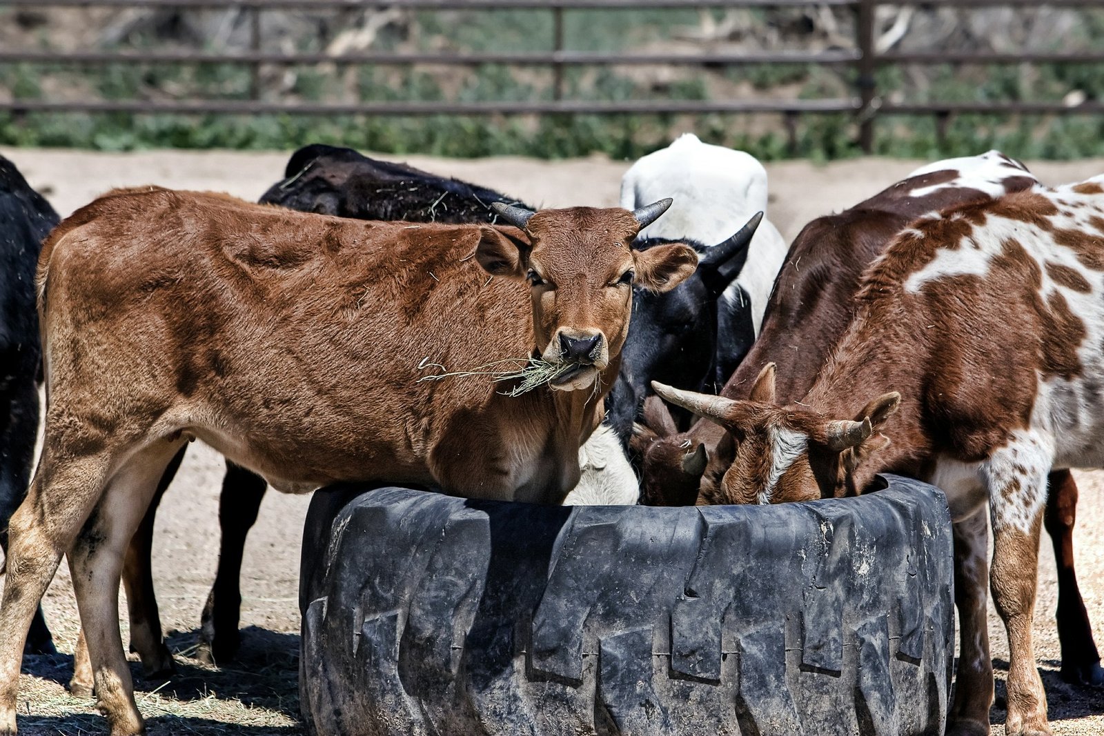 Cell-free diagnostics for the surveillance of livestock viruses