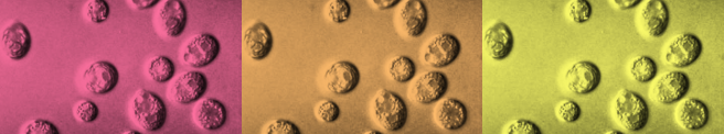 Engineering of Chlamydomonas reinhardtii to produce betalain pigments and the use of riboswitches to direct metabolic flux