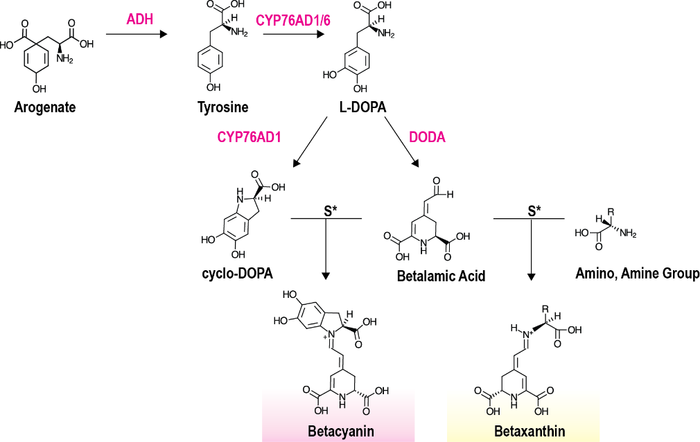 Figure 1. Betalain metabolic pathway