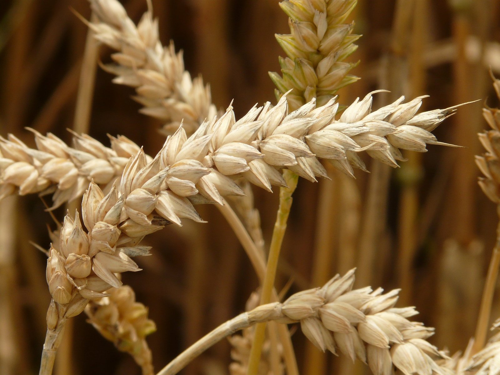 Single cell pollen meiosis screening in wheat