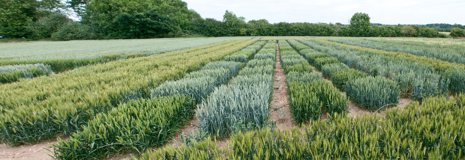 Bench-top Controlled Environment Growth Chamber for Speed-Breeding and Crop Transformation