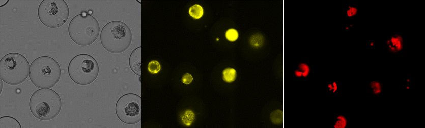 Plant-ProChip 2.0: High throughput transformation of plant protoplasts