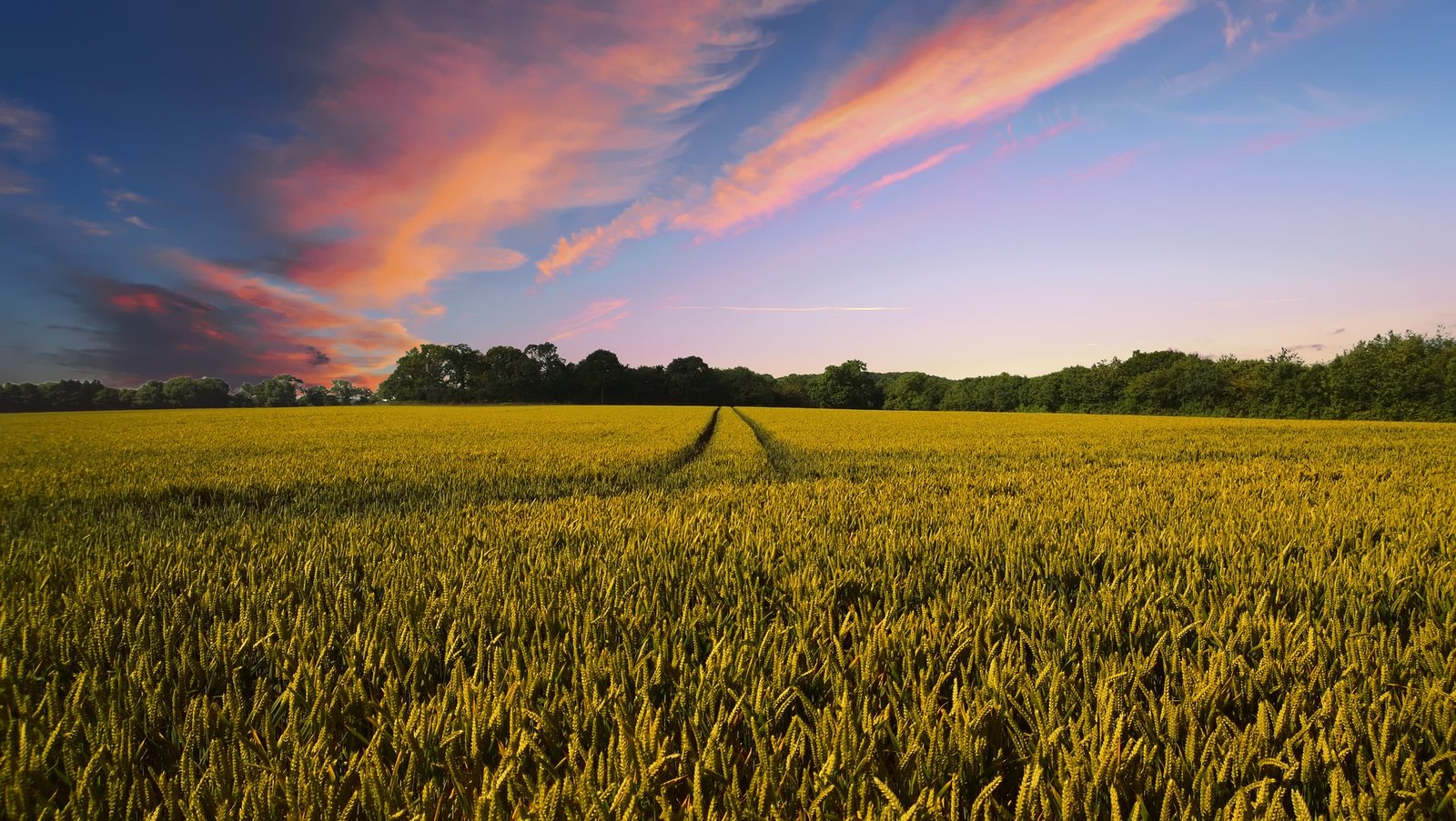 Identifying nutrient-status dependent elements regulating the wheat transcriptional response to neighbours