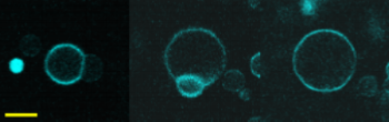 DNA-mediated fusion of spheroplasts with synthetic liposomes