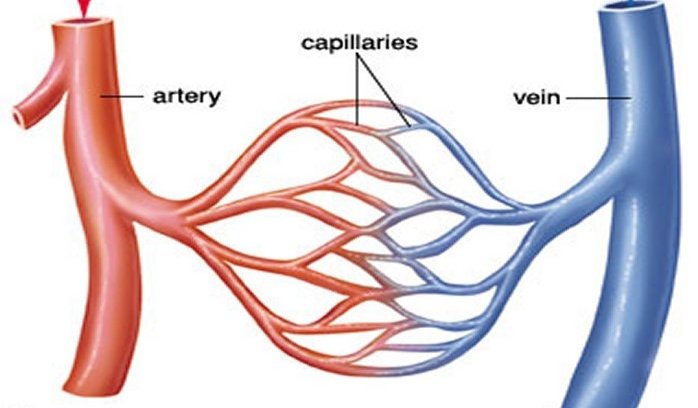 KNOW-FLOW: A low-cost programmable blood flow system