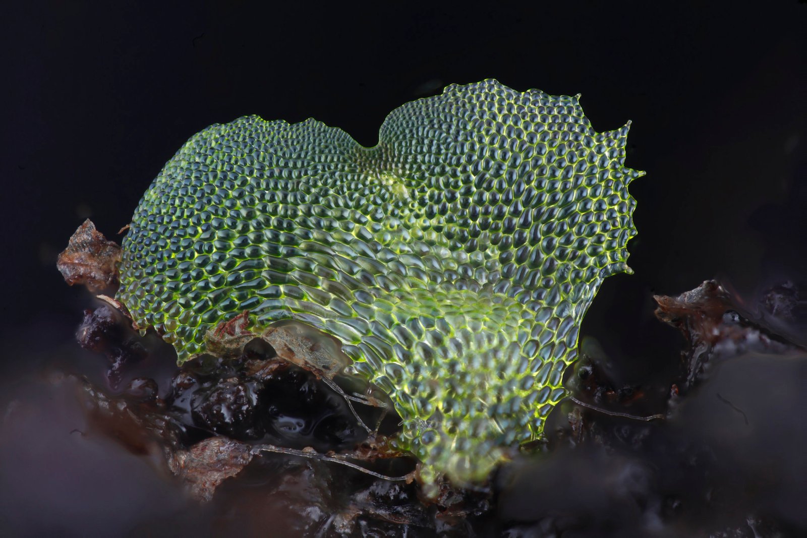 Macrophotography of fern gametophytes using a DIY focus stacking system