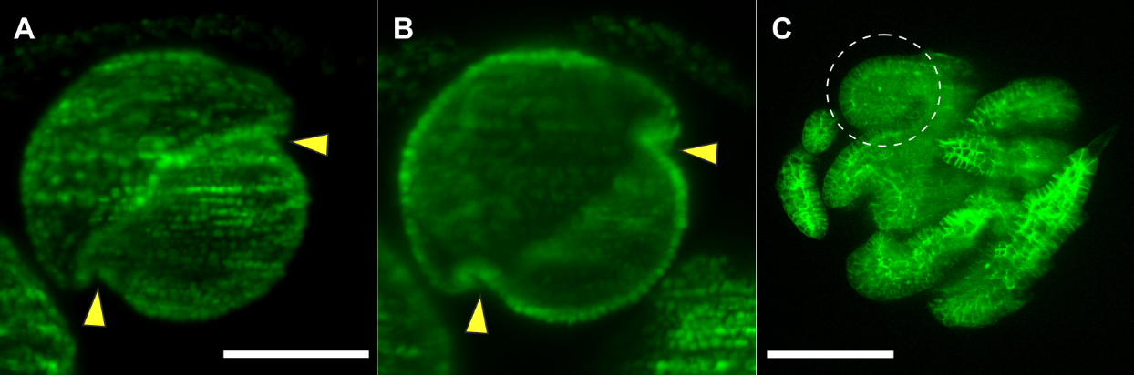 Light sheet microscopy of cell sheet folding in Volvox