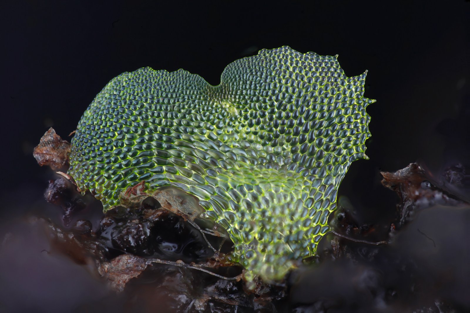  Focus Stacking for Teaching and Publication in Plant Sciences