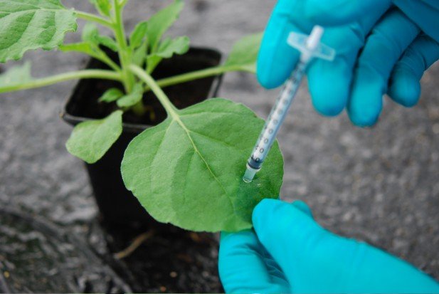 Comparative analysis of cell free and in planta protein synthesis systems