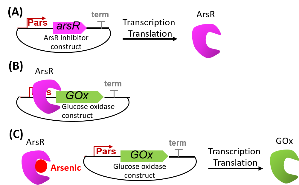 Figure 2. The interactions of the genetic constructs