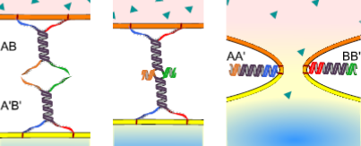 Figure 1. Design and function of membrane-fusing DNA nanostructures. Two samples of liposomes/cells are functionalised with complexes AB and A’B’ respectively (left). When the two samples are mixed the complexes bind, bridging together the membranes…