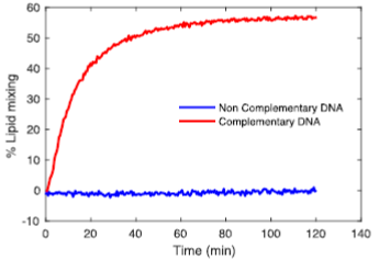 Figure 2. Bulk fusion (fluorimetry) assay between functionalised LUVs. In samples were LUVs carry complementary DNA fusion is observed. If non-complementary DNA is used the show no fusion.