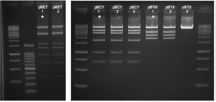 Figure 2. Diagnostic digestions for level 2 vectors. Numbers correspond to different plasmid extracted from independent colonies. pBET and pBCY were digested with NheI. pBTX was digested with EcoRI. Asterisks correspond to correct expected digestion…