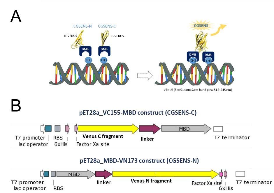 Figure 1. Schematic representation of the biosensor CGSENS.1.A- Recognition of methylated cytosines in CG context by both CGSENS-C and CGSENS-N. When methylated CG are in close proximity, CGSENS-C and CGSENS-N will be close enough for the VENUS doma…