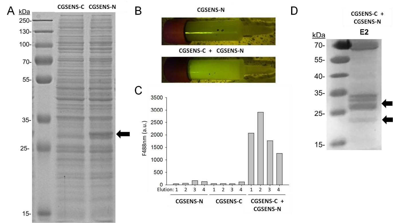 Figure 2. Purification and reassembly test of CGSENS-C and CGSENS-N.2.A- 1ml of induced cultures of E. coli containing plasmid pET28a_MBD-VN173 (CGSENS-N) or pET28a_VC155-MBD (CGSENS-C) were resuspended in 100 μl 6x PAGE sample buffer and 10 μL were…
