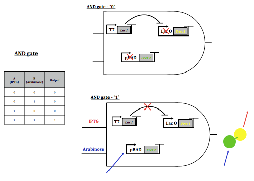 Figure 1a. AND Gate