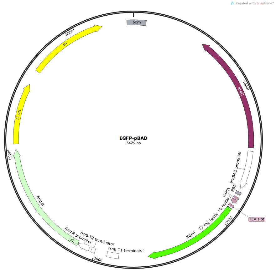 Figure 2. Schematic of EGFP-pBAD vector with EGFP and arabinose inducible promoter labeled.