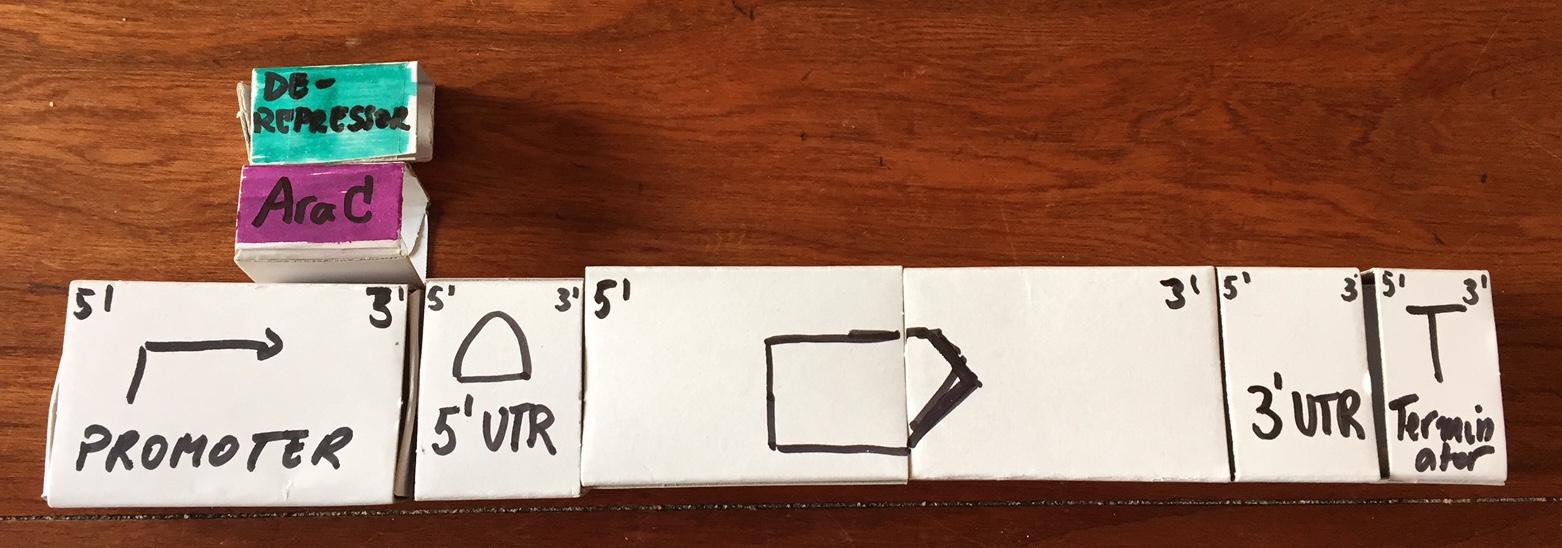 Figure 5. Matchboxes are used to represent the gene construct