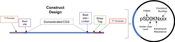 Figure 1. Diagram showing the design strategy used for all constructs.