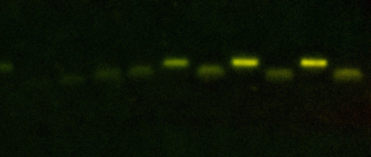 Bacterial photography and edge detection: engineering light sensitive circuits in E. coli