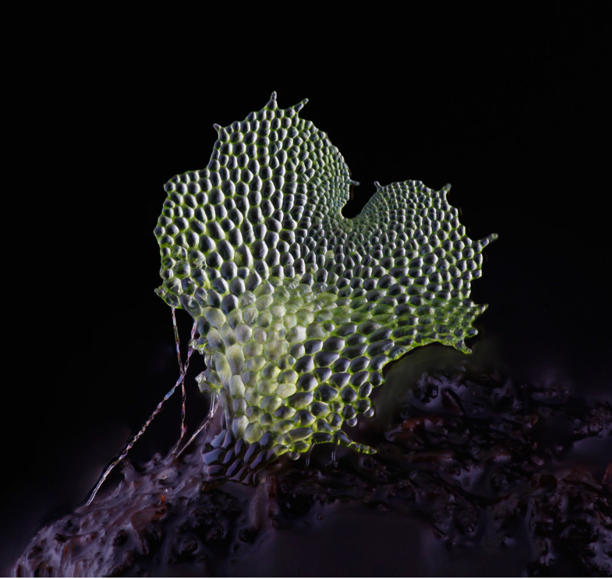 DIY macrophotography and embracing the challenge of video documentation