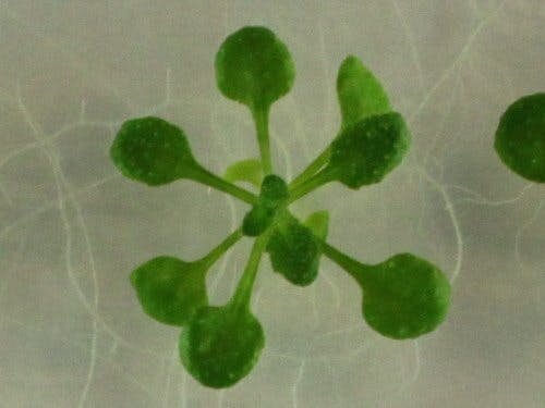Monitoring Stress In Plants Through Non-Invasive Imaging Techniques