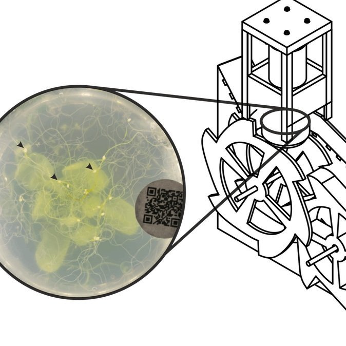 Low-cost, high-throughput, imaging of universal petri dishes