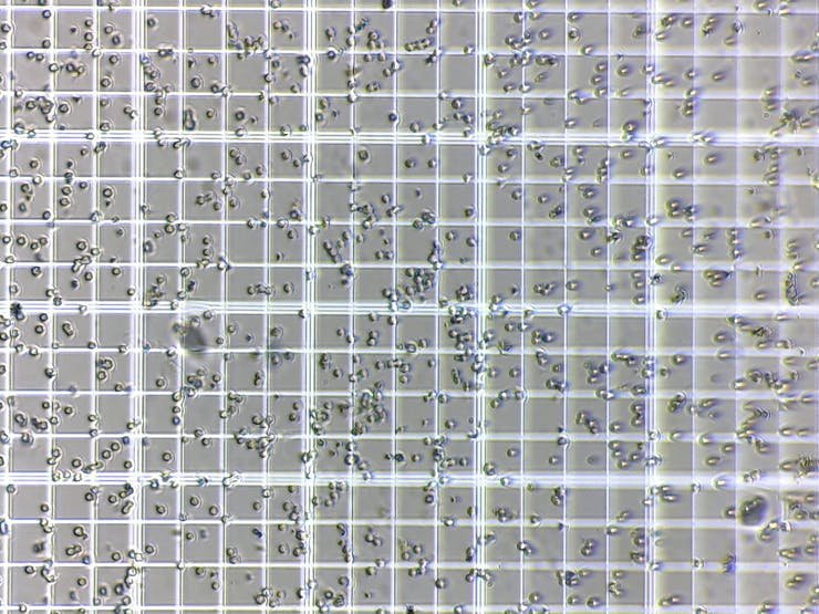 BrewerMicro – DIY microscope for counting yeast