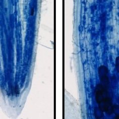 Receptor-like kinases at the initiation and maintenance of AM symbiosis